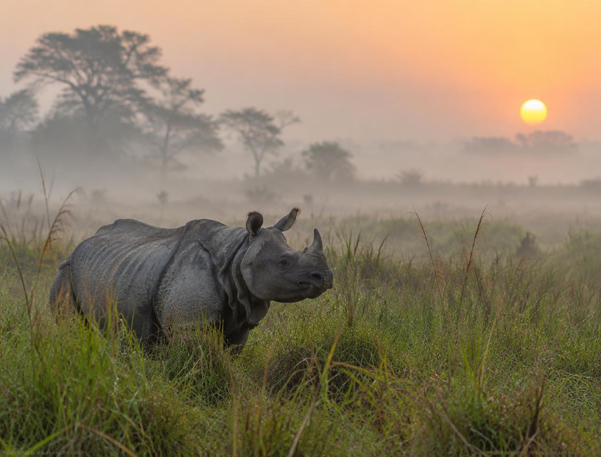 Wildlife
